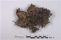 藏品(成長梅衣)的圖片